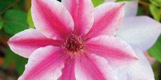 Clematis ‘Carnaby’