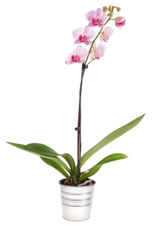 Orchidea