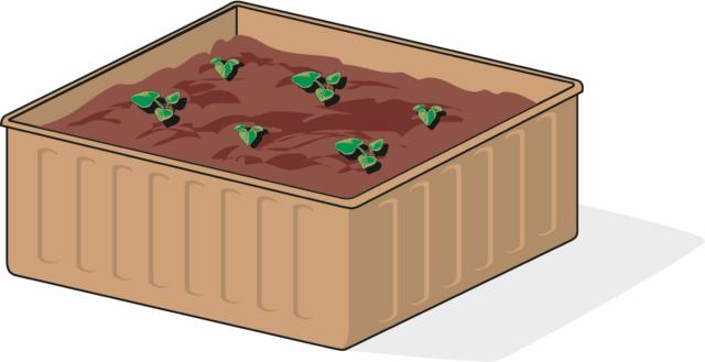coltivare rabarbaro: semina va eseguita in primavera, in vasetto, su terra morbida mista a sabbia e leggermente umida coltivare rabarbaro: semina va eseguita in primavera, in vasetto, su terra morbida mista a sabbia e leggermente umida