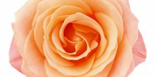 Rose stabilizzate: belle per anni