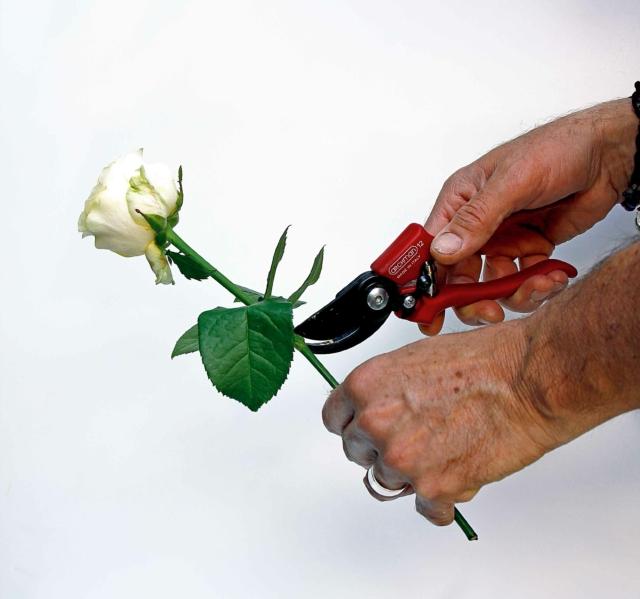 private lo stelo delle rose dalle foglie, senza strapparle ma recidendole nel punto d’inserzione sul ramo private lo stelo delle rose dalle foglie, senza strapparle ma recidendole nel punto d’inserzione sul ramo