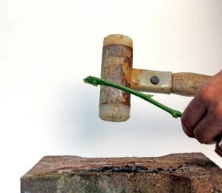 Accorciate lo stelo delle rose di un paio di centimetri e schiacciatelo nella porzione che resterà a bagno Accorciate lo stelo delle rose di un paio di centimetri e schiacciatelo nella porzione che resterà a bagno