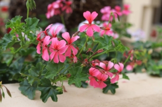 Pelargonium Peltatum Pelargonium Peltatum