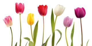 Tulipani: come estrarre i bulbi dal terreno e conservarli