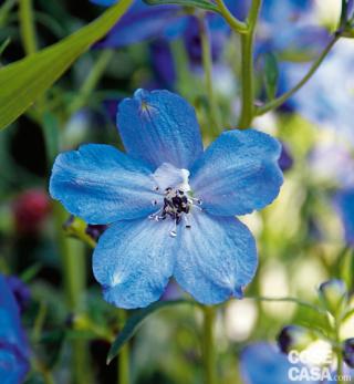 Delphinium x belladonna "Bellamosum".