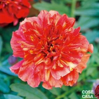 Esemplare di tagete patula varietà Strawberry Blonde. Esemplare di tagete patula varietà Strawberry Blonde.