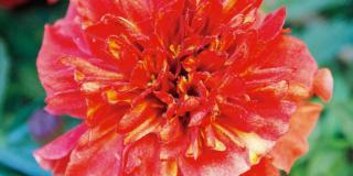 Tagetes patula ‘Strawberry Blonde’ – tagete