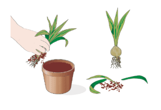 Quando le foglie sono completamente secche, occorre estrarre i bulbi dei tulipani dal vaso o dal terreno con delicatezza, per evitare che si rovinino Quando le foglie sono completamente secche, occorre estrarre i bulbi dei tulipani dal vaso o dal terreno con delicatezza, per evitare che si rovinino