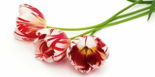 Tulipani sfioriti: estrarre i bulbi dal terreno e conservarli