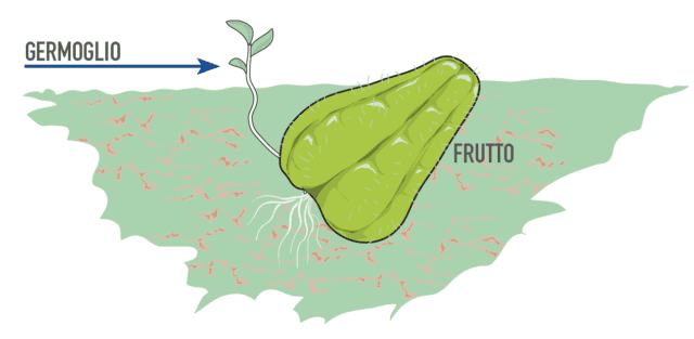 germoglio nato dal frutto interrato della zuccetta spinosa germoglio nato dal frutto interrato della zuccetta spinosa