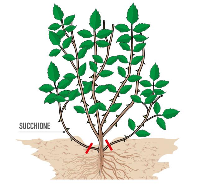 Eliminare i succhioni che nascono sotto il punto d’innesto delle rose e che tolgono sostanze nutritive alla pianta. Eliminare i succhioni che nascono sotto il punto d’innesto delle rose e che tolgono sostanze nutritive alla pianta.
