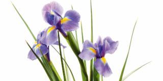 Dividere i cespi di iris dopo la fioritura