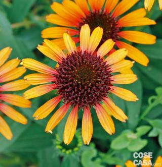 echinacea-flame-tower-2