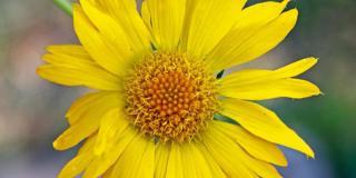 Gaillardia aristata ‘Maxima Aurea’