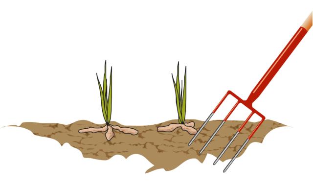 estrarre l’intrico di rizomi di iris dal terreno estrarre l’intrico di rizomi di iris dal terreno