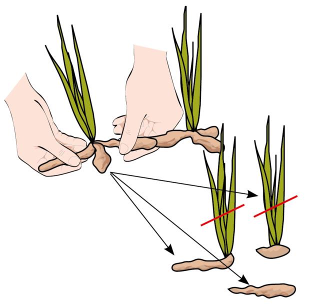 rizomi di iris possono essere divisi, con le mani e, se necessario, con l’aiuto di un coltello ben pulito e affilato rizomi di iris possono essere divisi, con le mani e, se necessario, con l’aiuto di un coltello ben pulito e affilato