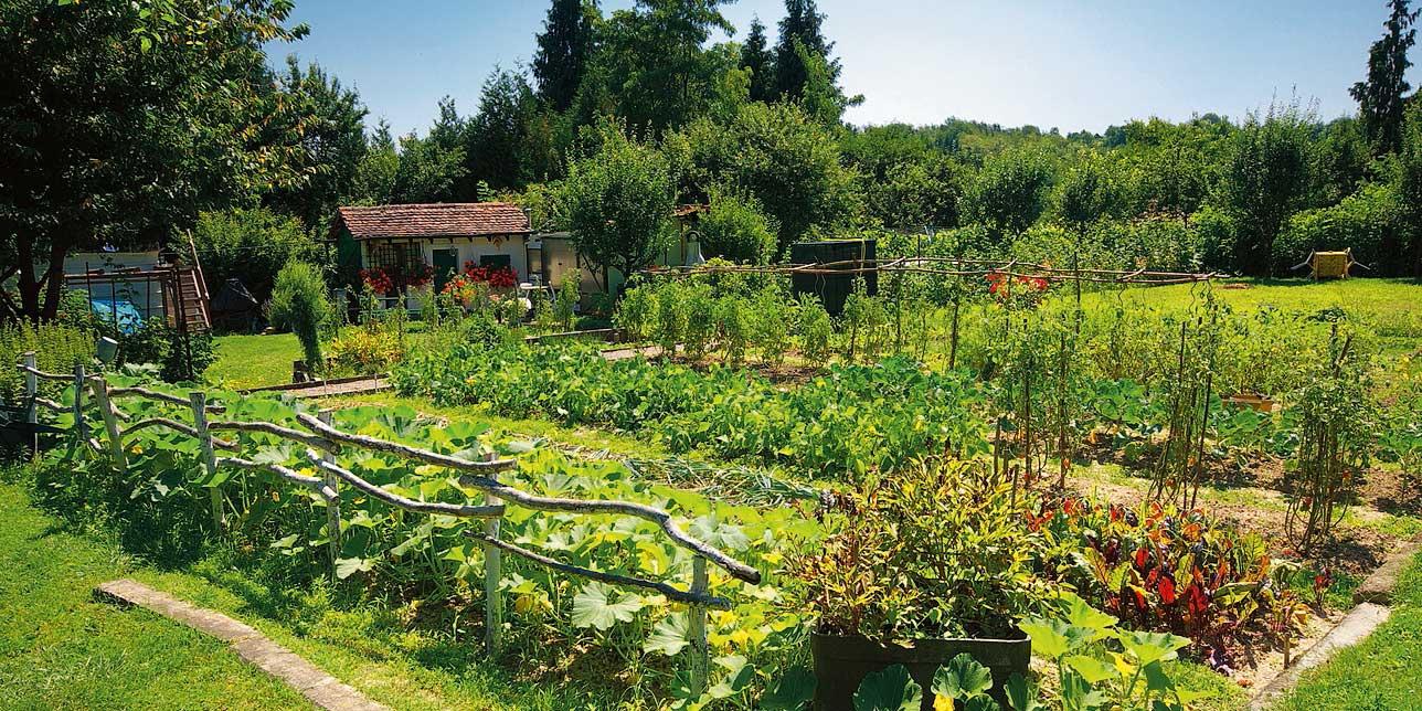 Bastano questi 2 oggetti comunissimi per creare uno spaventapasseri fai da  te che tiene lontani gli uccelli indesiderati da orti, balconi e davanzali