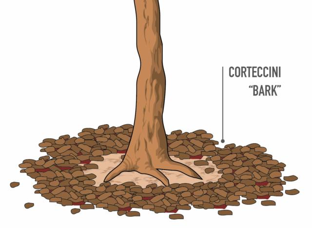 Meglio non distribuire il bark a stretto contatto con il tronco delle piante per la pacciamatura Meglio non distribuire il bark a stretto contatto con il tronco delle piante per la pacciamatura