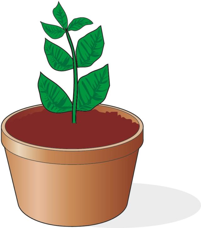 trasferire talea estiva di ibisco in vaso con terra trasferire talea estiva di ibisco in vaso con terra