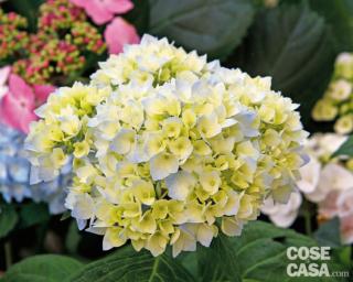 Hidrangea-mac.-homigo Hidrangea-mac.-homigo