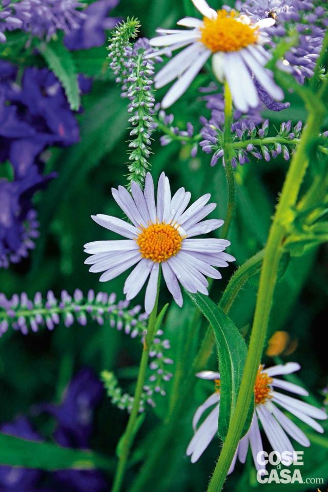 Fiori Di Cera Ombra O Sole