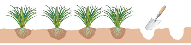 Scavare una buca a mano utilizzando una paletta e mettere a dimora una pianta di convallaria japonica ogni 10 centimetri. Scavare una buca a mano utilizzando una paletta e mettere a dimora una pianta di convallaria japonica ogni 10 centimetri.