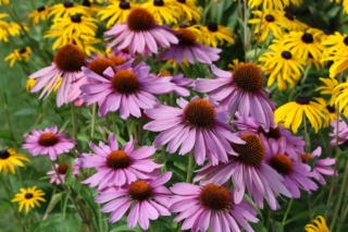 Echinacea Purpurea Echinacea Purpurea