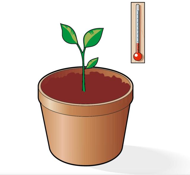 La talea del ficus benjamin può essere messa a radicare direttamente in un terriccio morbido, composto da torba e sabbia in parti uguali, e mantenuto sempre leggermente umido La talea del ficus benjamin può essere messa a radicare direttamente in un terriccio morbido, composto da torba e sabbia in parti uguali, e mantenuto sempre leggermente umido