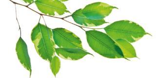 Ficus benjamin, che cosa fare se perde le foglie