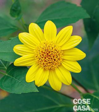 helianthus helianthus