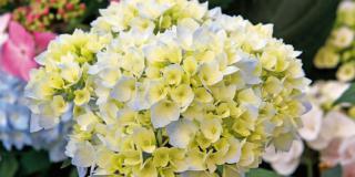 Hydrangea macrophylla ‘Homigo’ – ortensia ‘Homigo’