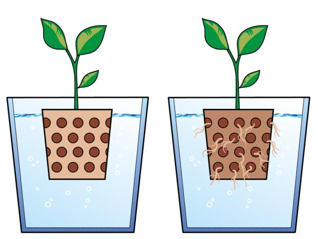 ficus benjamin, radicare la talea in acqua, entro vasi in vetro, oppure in vasi forati contenenti argilla espansa mantenuta sempre umida all’interno di vasi contenenti acqua. ficus benjamin, radicare la talea in acqua, entro vasi in vetro, oppure in vasi forati contenenti argilla espansa mantenuta sempre umida all’interno di vasi contenenti acqua.
