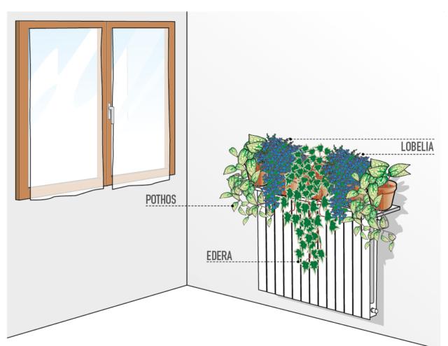 nascondere il termosifone con piante di potos, edera e lobelia nascondere il termosifone con piante di potos, edera e lobelia