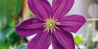 Clematis viticella ‘Romantika’ – clematide