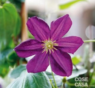 Clematis viticella "Romantika". Clematis viticella "Romantika".