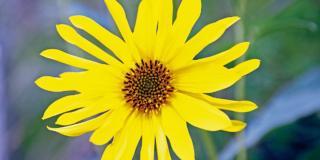 Helianthus atrorubens ‘Gullick’s Variety’ – girasole