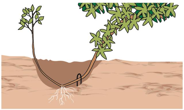 Dopo due anni dalla realizzazione della propaggine, sempre a primavera, si potrà procedere a separare questa nuova piantina dall’azalea Dopo due anni dalla realizzazione della propaggine, sempre a primavera, si potrà procedere a separare questa nuova piantina dall’azalea