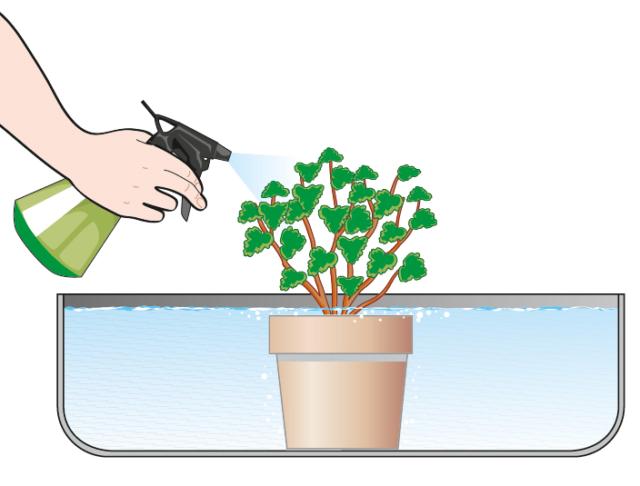 Si riempia con acqua a temperatura ambiente un contenitore in cui immergere l’intero vaso per lasciarlo fino a quando le bollicine che fuoriescono dal terreno sul pelo dell’acqua non saranno completamente cessate Si riempia con acqua a temperatura ambiente un contenitore in cui immergere l’intero vaso per lasciarlo fino a quando le bollicine che fuoriescono dal terreno sul pelo dell’acqua non saranno completamente cessate