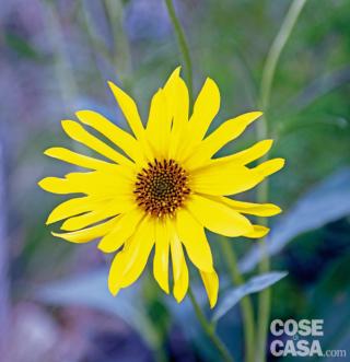 Helianthus atrorubens 'Gullick's Variety' - girasole giallo