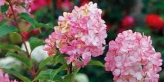 Hydrangea paniculata ‘Vanilla Fraise’ – ortensia