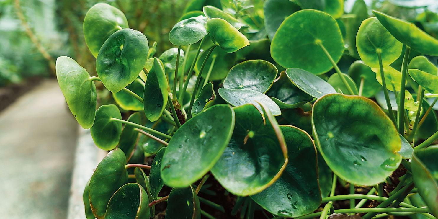 Moltiplicare La Pilea La Pianta Delle Monete Come Fare Cose Di Casa