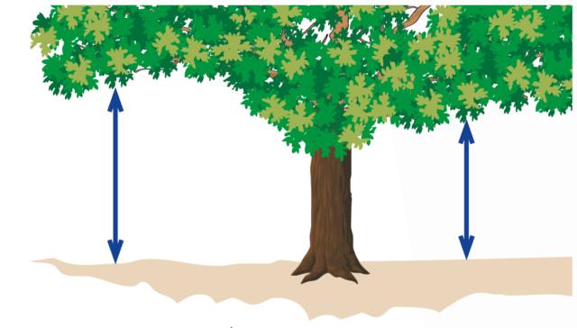 misuri la distanza tra il ramo del vecchio albero e il terreno e ci si procuri un palo di sostegno dell’altezza calcolata misuri la distanza tra il ramo del vecchio albero e il terreno e ci si procuri un palo di sostegno dell’altezza calcolata