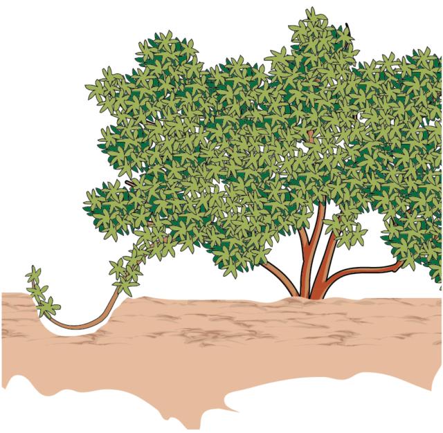 Si sceglie un rametto basale, lungo e flessibile, possibilmente semilegnoso - talea azalea propaggine Si sceglie un rametto basale, lungo e flessibile, possibilmente semilegnoso - talea azalea propaggine