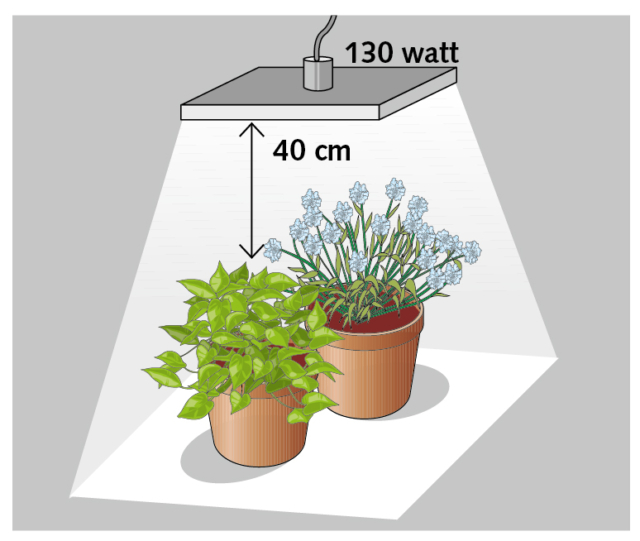Per due piante, un corpo illuminante led da 130 watt posizionato a una distanza di circa 40 cm dall’apparato fogliare Per due piante, un corpo illuminante led da 130 watt posizionato a una distanza di circa 40 cm dall’apparato fogliare