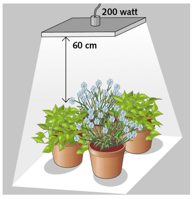 Per quattro piante un corpo illuminante led da 200 watt posizionato a una distanza di circa 60 cm dall’apparato fogliare Per quattro piante un corpo illuminante led da 200 watt posizionato a una distanza di circa 60 cm dall’apparato fogliare