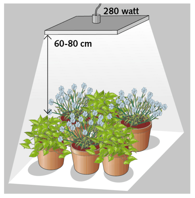 er sei vasi circa un corpo illuminante led da 280 watt posizionato a una distanza di circa 60-80 cm dall’apparato fogliare er sei vasi circa un corpo illuminante led da 280 watt posizionato a una distanza di circa 60-80 cm dall’apparato fogliare