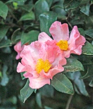 camelia Cleopatra sasanqua camelia Cleopatra sasanqua