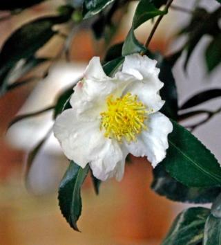 camelia Cleopatra white camelia Cleopatra white