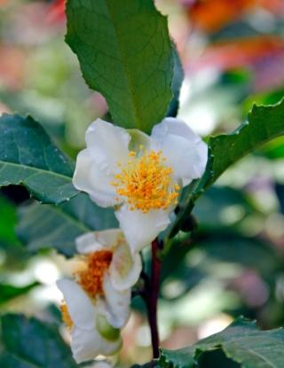 Camellia sinensis dai fiori bianchi Camellia sinensis dai fiori bianchi