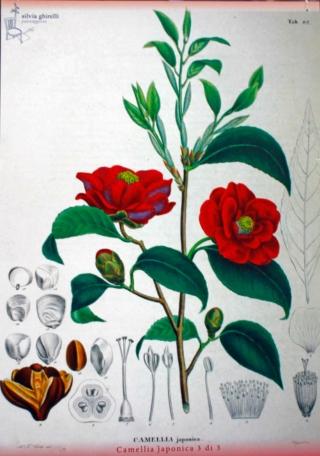tavole iconografiche camelia japonica tavole iconografiche camelia japonica